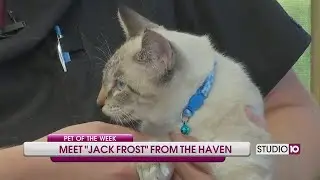 Meet Our New Pet of the Week, Jack Frost!