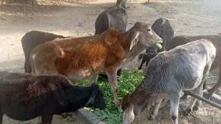 नन्दी महाराज की सेवा सबसे बड़ा पुन्य है 💕 ❤️
