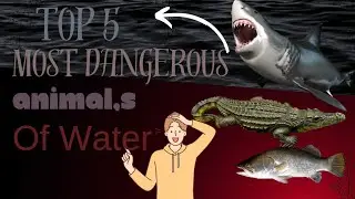 Top 5 Most Dangerous animal,s of water!!part 1,