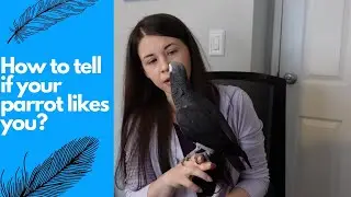 How to tell if your parrot likes you?