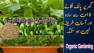 How To Grow Spinach ( پالک) At Home In Pots | Fast & Easy Complete Guide