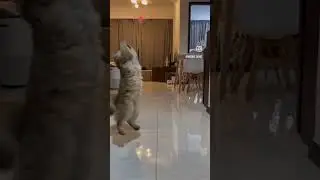 Smart British Longhair Cat