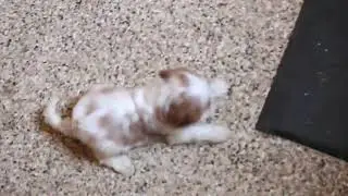 Cavalier King Charles Spaniel Puppies for Sale