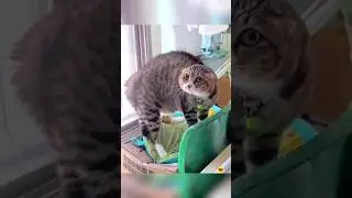 Awkward Cats Moments