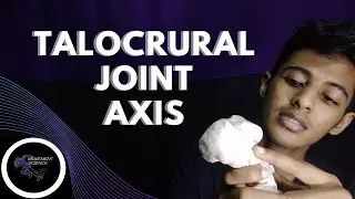 ANKLE AXIS JOINT FUNCTION (TALOCRURAL  JOINT)(ANKLE JOINT BIOMECHANICS)Physiotherapy Tutorials