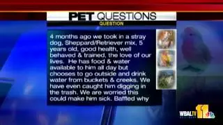 July 12: Pet questions answered