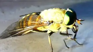 Rinderbremse (Tabanus bovinus) &ndash; pale giant horse-fly 4K Jakob Hofer 26. Juni 2019 &ndash; Lumix fz82/83