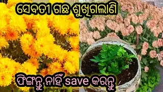 ସେବତୀ ଗଛ ଶୁଖିଗଲାଣି ?କିପରି save କରିବା!Don't throw dry Chrysanthemum plant ! save it for next season 
