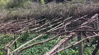 Bodycocktail ~ 7 Day Vine
