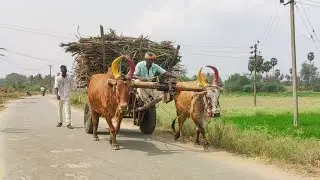 New Young Bullock Cart Heavy Load Ride | Indian Young Bulls