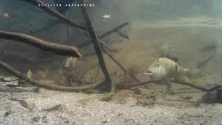 Geophagus steindachneri in einem Bach in Kolumbien