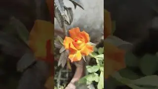 Colour changing Rose 🌹 Flower...#changing #flowers #rose #roselover #shorts #nature #viral