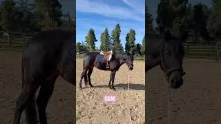 Шучу! 😂🥰🦄🩷 #лошади #милаялошадь #красиваялошадь #конныйспорт #лучшаялошадьнавсегда