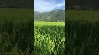 Rice fields, Vietnam #shorts #travel #nature #vietnam