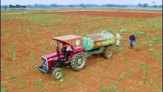 Sudhena agro farms Red Sanders Plantation farms.  Near Kanigiri, Prakasam
