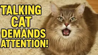 Giant Cat Talks More Than Most Humans&hellip; Is This Normal?!