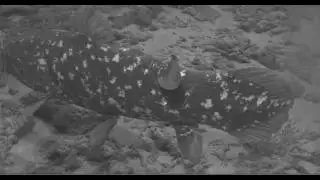 Lateral view - coelacanth dorsal fin motion