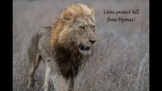Epic Safari Finale: Kruger’s Adventures!