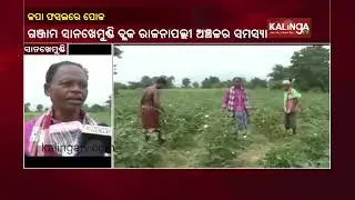 Mulberry Cultivators In Stress Due To Insect Pest Infection In Ganjam || KalingaTV