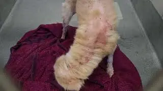 acs A306563