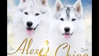 Хаски Онлайн Siberian huskies online Chamonix Deus siberians online