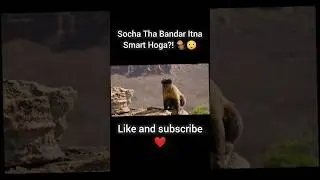 Socha Tha Bandar Itna Smart Hoga?! 🐒😳#shorts #monkey #animals #facts Itna