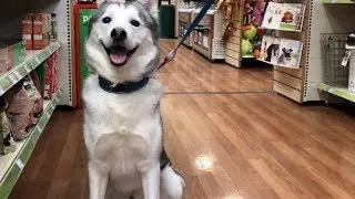 We Took My Sad Dog To The Dog Store to Buy ANYTHING he wants!!...  [FUNNIEST EXPERIENCE EVER!]