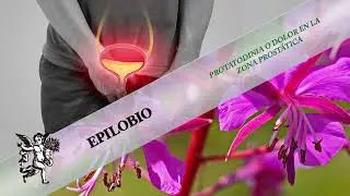 &iexcl;DESCUBRE EL PODER REGENERADOR DEL TEJIDO Y SUS PROPIEDADES HERBALES CONTRA C&Aacute;NCER DE PR&Oacute;STATA