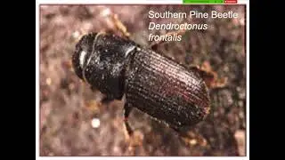 Intro to Insect Behavior