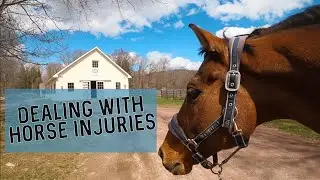 DEALING WITH HORSE INJURIES &bull; Doctoring Horses During Daily Farm Chores | Equestrian Barn Vlog