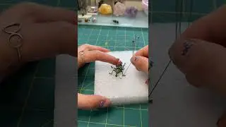 Pinning a dead weevil beetle #naturalwonders #insects #ethical #entomology #taxidermist