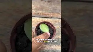 Como plantar Jade  #plant