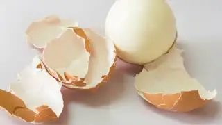 Eggsistential Crisis: The Eggceptional Journey of Eggs