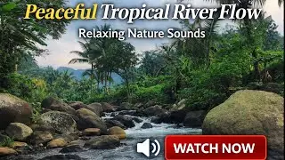 Peaceful Tropical River Flow | Relaxing Nature Sounds