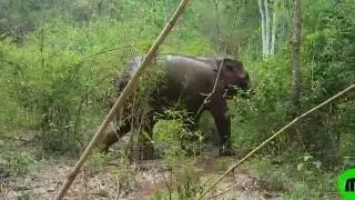 Mondulkiri Project  ||  Lucky walking in the bamboo