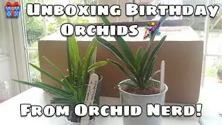 Unboxing Birthday Orchids from Orchid Nerd! 🎁💗