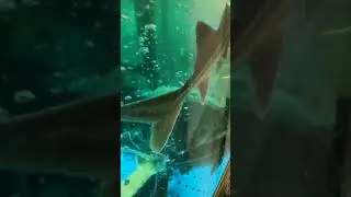 Рыба - 772 #shorts Аквариум Fish Aquarium 魚 मछली 물고기 سمكة Fisch Poisson Pez Pescare Peixe Балық Ikan