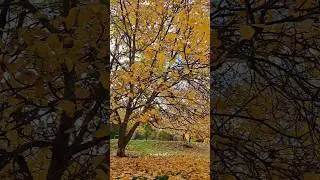 Miez de toamnă 🍁