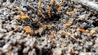 Why Do They Dig? #nature #animals