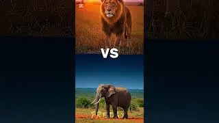 ANIMAL FIGTHS #AnimalFights#AnimalCombat#WildlifeFights