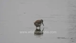 Wood Sandpiper: Gracefully foraging in the serene wetlands of Bakkhali, West Bengal