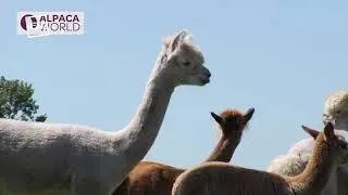 ALPACA boerengolf en high tea