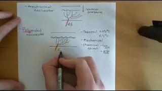 Pain and Analgesic Drugs Part 1