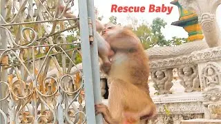 Oh God Please Kindly Help Baby Monkey Brendan!, Mother Brenda Helps Brendan From Stuck