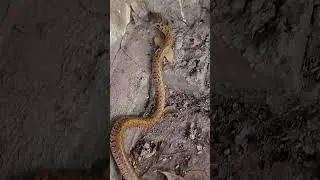 I found a snake in a small cave. #snake #rắn