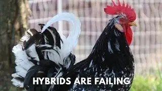 America's Next Backyard Revolution: 3 Rare Egg Layers Outperforming Hybrids in 2026