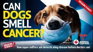 Dogs vs  Cancer: How Super Sniffers Are Detecting Disease Before Doctors Can!