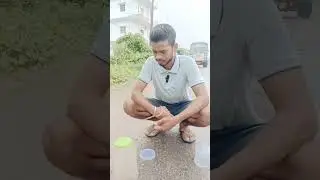 बहुत ही प्यारा सांप banded kukri snake