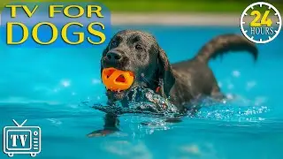Dog TV: Best Anti-Anxiety Videos with Relaxing Music for Dogs Left Home Alone| Top Dog Entertainment