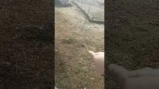 Protecting poultry from predators